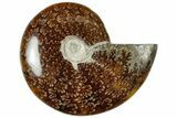 Polished Cretaceous Ammonite (Cleoniceras) Fossil - Madagascar #312180-1